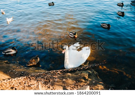 Amazing white swans with ducks swimming in the water
