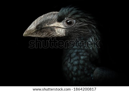 Portrait hornbill on dark background. Detail face bird. Close-up hornbill. Poster bird. Photo with place for text. Royalty-Free Stock Photo #1864200817