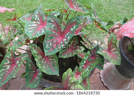 Pink heart shaped leaf decoration tree
