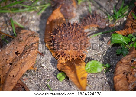 Macro picture of chestnut on the floor