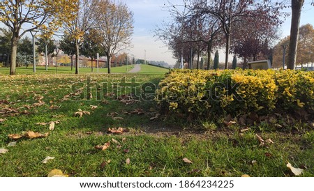 yellow and different colored flowers walking track and colorful big trees and fallen leaves in nature sunny weather and sunlight