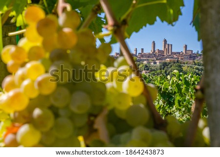 View of San Gimignano among the bunches of grapes-Tuscany-Italy