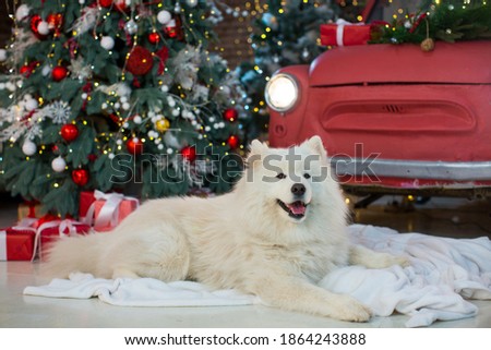A large white fluffy Samoyed lies on a white fleece blanket in New Year's decorations against the backdrop of a decorated red car, a Christmas tree and gifts. Happy New Year greeting card