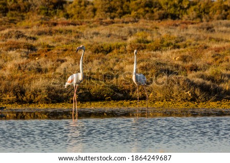 Flamingos in Delta de l'Ebre Nature Park, Tarragona, Catalonia, Spain