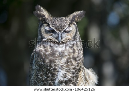 Great Horned Owl With Eyes Closed