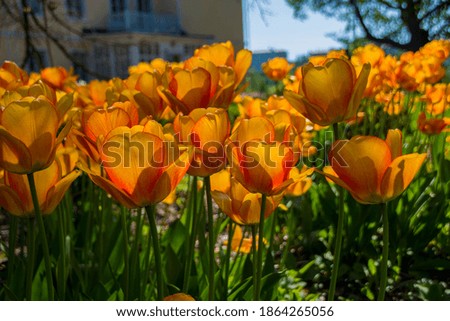 Tulips in a flowerbed in Helsinki