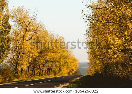 Beautiful road in the beautiful trees. A country road in the fall. Autumn in the park. Empty race track