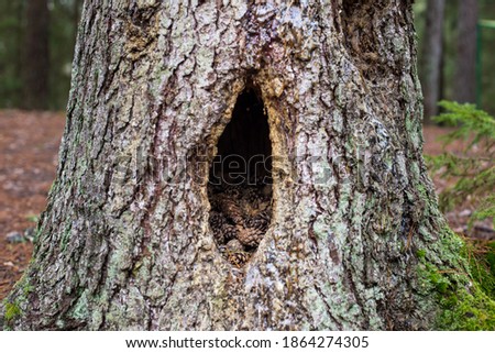 hollow in a tree with cones for squirrels in the forest