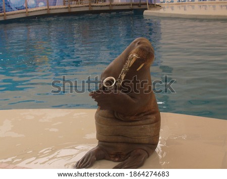 a seal playing the sax at a pool
