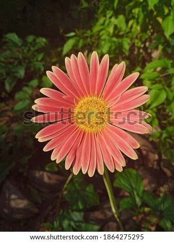 A orange color bloomed Gerbera Daisy flower with yellow stamens and carpels in the middle in a green and dark background 