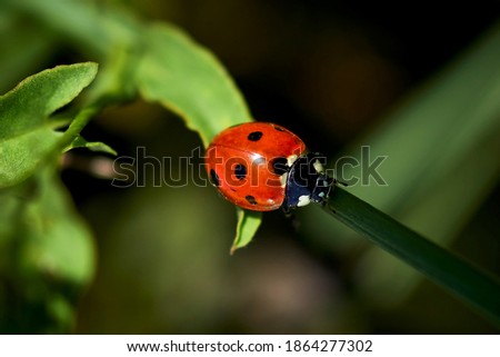 
ladybug, beautiful ladybug on a leaf close up