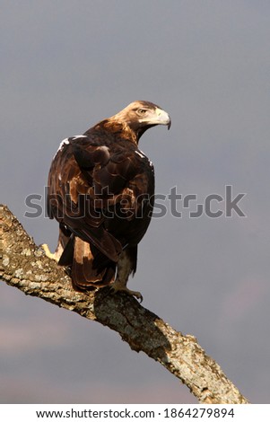 Spanish Imperial Eagle adult female at your favorite vantage point in a Mediterranean forest of oaks, holm oaks and pines in the early morning of a sunny day