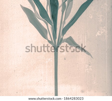 Branch with leaves. Daguerreotype style. Film grain. Vintage photography. Botanical negative x-rays scan. Canvas texture background. Vintage, conceptual, old retro aged postcard. Sepia, beige, grey