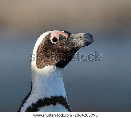 Close-up photo of the face of an African Penguin