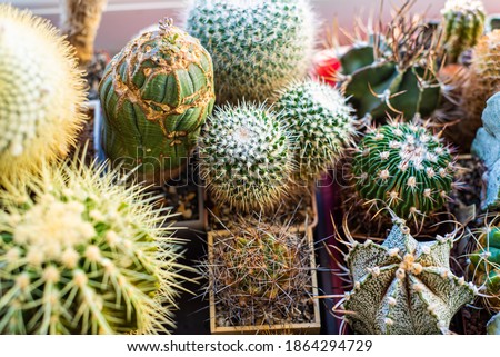 Collectible cacti from different countries in the home collection
