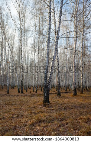 White birches in the autumn park.