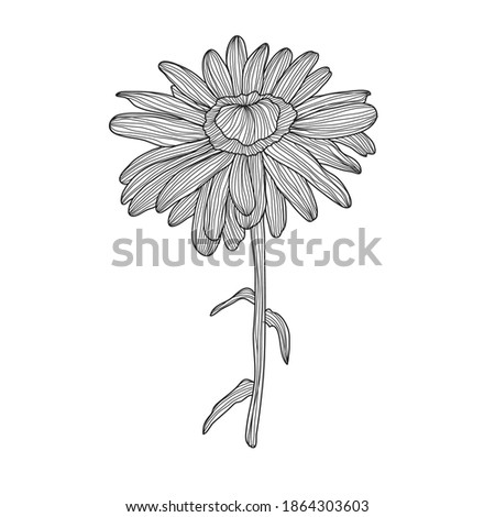 Decorative chamomile daisy flower, design element. Can be used for cards, invitations, banners, posters, print design. Floral background in line art style
