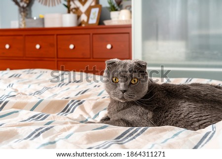 Cat breed Scottish fold sitting on the bed, cozy modern interior