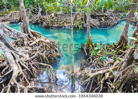 Tropical tree roots or Tha pom mangrove in swamp forest and flow water, Klong Song Nam at Krabi, Thailand. Royalty-Free Stock Photo #1864346038