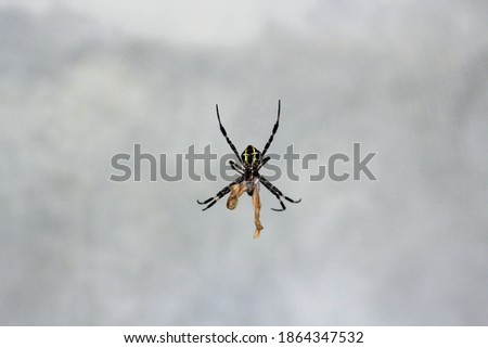 The spider that lives in its web waiting to eat its food