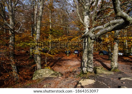 A beautiful view of a colourful autumn forest. Picture from Soderasen national park in Scania county, southern Sweden