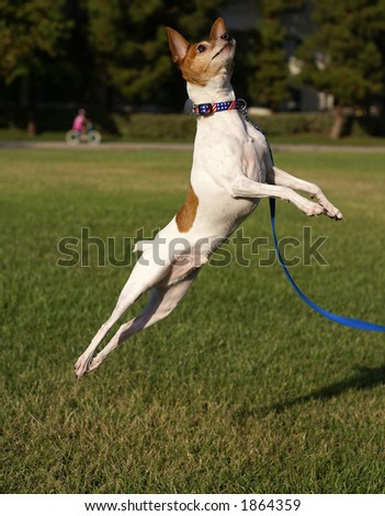 Toy Fox Terrier Jumping