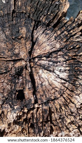 A photograph from the top of a tree stump showing signs of cut and decayed surfaces. Great for use as an abstract or background image.

