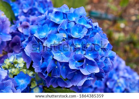 A macro picture of a Hortensia in Brittany