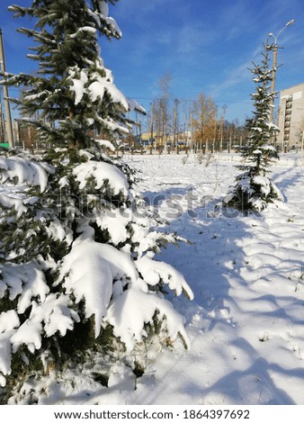 Spruce tree covered with snow in the park against the blue sky, mobile photo