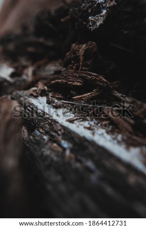 Old planks rotting in the shade