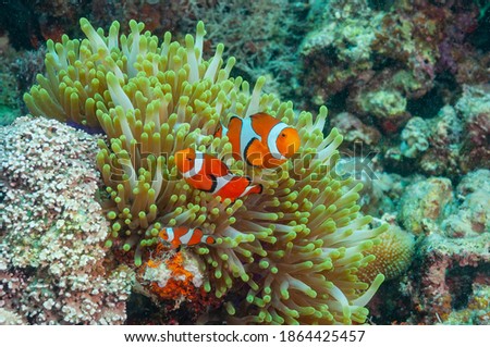 Ocellaris clownfish, false percula clownfish or common clownfish (Amphiprion ocellaris) Moalboal, Philippines Royalty-Free Stock Photo #1864425457