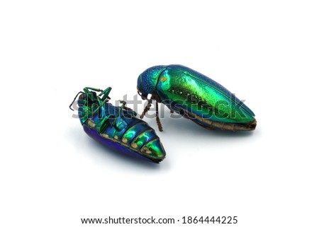 Two Jewel beetles (Metallic wood-boring beetle, Buprestid)  isolated on white background.