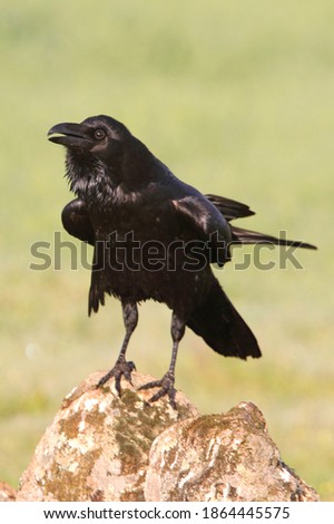 Common raven on a cold winter morning with the first light of day
