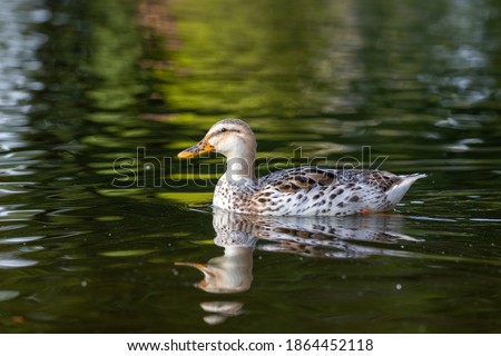 Blonde duck profile reflecting in the water