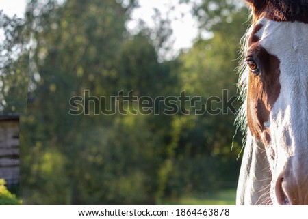 Brown spotted horse close-up picture