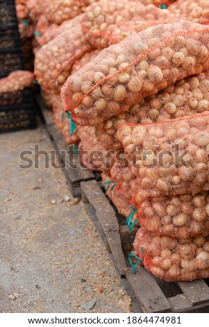 onion in a grid on pallets, vegetable warehouse