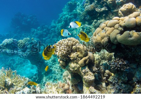 Butterflyfish (Masked, Threadfin, Chaetodon) in the coral reef, Red Sea, Egypt. Different types of bright yellow striped tropical fish in the ocean, clear blue turquoise water. Underwater photo.