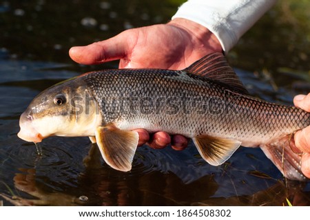 A white sucker fish caught while fly fishing  Royalty-Free Stock Photo #1864508302