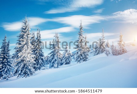 White winter spruces in snow on a frosty day. Location place Carpathian mountains, Ukraine, Europe. Vibrant photo wallpapers. Christmas holiday concept. Happy New Year! Discover the beauty of earth.