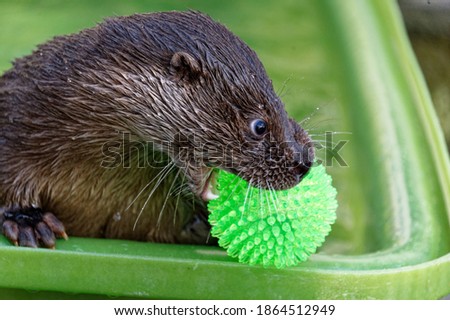 Eurasian Otter (Lutra lutra) Juvenile playing with plastic ball,in care.