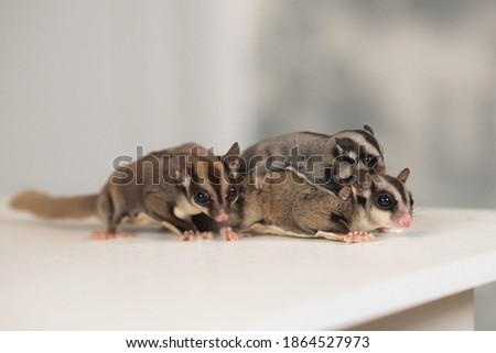 family of flying squirrels sugar possums with a baby on the body of father next to mother runs