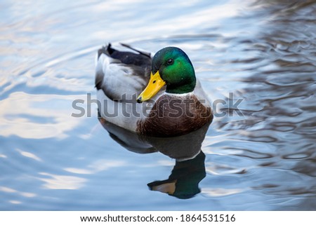Duck swimming in a pond Royalty-Free Stock Photo #1864531516