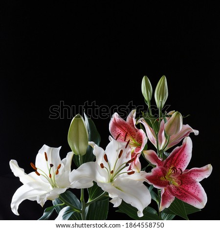 white and pink lily flowers on a black background, copy space