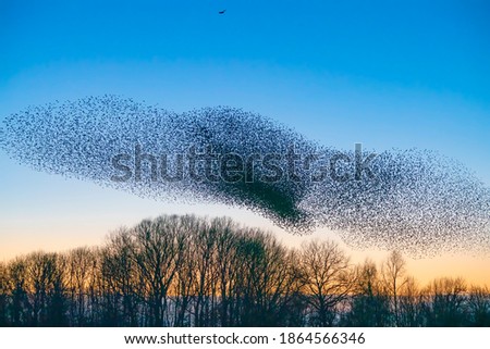 Beautiful large flock of starlings. A flock of starlings birds fly in the Netherlands. During January and February, hundreds of thousands of starlings gathered in huge clouds. Starling murmurations.
 Royalty-Free Stock Photo #1864566346