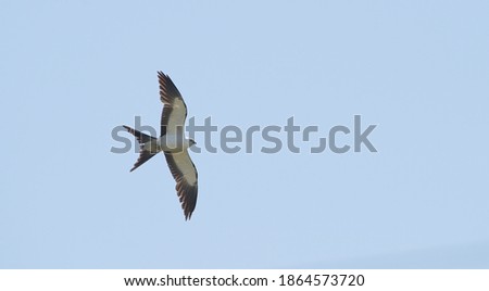 Swallowtail kite - elanoides forficatus - in flight with blue sky background