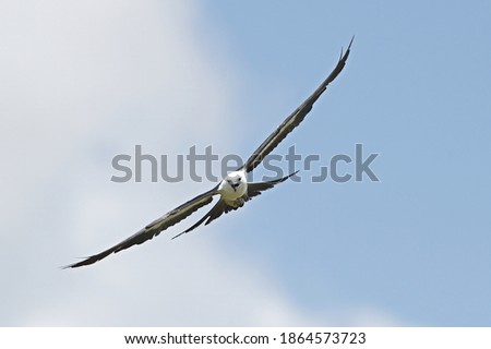 swallowtail kite - Elanoides forficatus - in flight hunting flying towards camera with mouth open, blue sky with clouds background