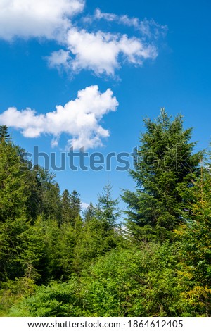 Beautiful summer landscape. Pines trees. Blue sky. Copy space.