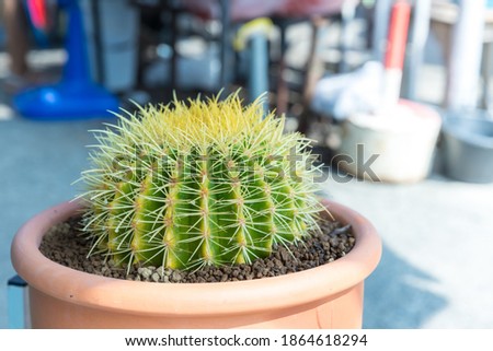 Goloden Echinopsis calochlora cactus. Desert plant. Group of small cactus in the pot . Selective focus close up shot group of small round shape cactus.