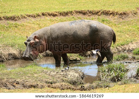Hippopotamusleaving the water to graze., photographed during a touristic safari in the Ngorongoro Conservation Area, Tanzania, a protected area and a World Heritage Site located in a volcanic caldera