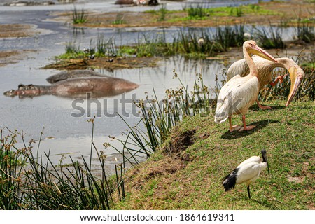 Pelicans photographed during a touristic safari in the Ngorongoro Conservation Area, Tanzania, a protected area and a World Heritage Site located in a large volcanic caldera